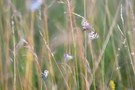 Blick in die Wiese