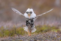 Let´s Dance