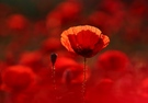 Mohn