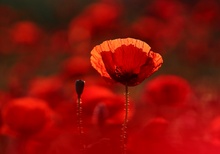 Mohn