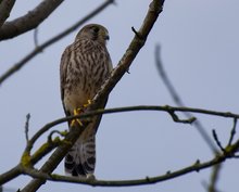 Falke bewacht das Nest