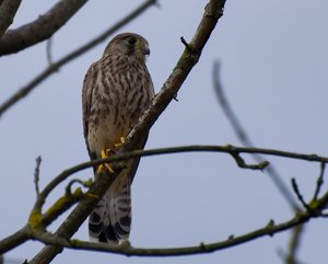 Falke bewacht das Nest