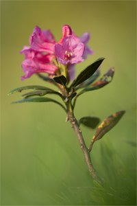 Rostblättrige Alpenrose