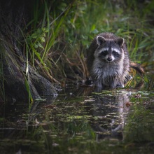 Waschbär am Wasser