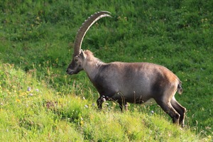 Kräftiger Bursche