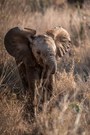 Babyfant