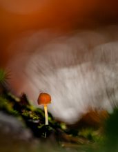 "Im Licht"
