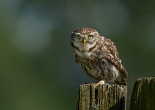 Steinkauz