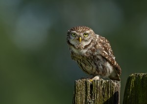 Steinkauz