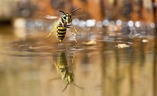 Flugphase