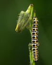 Lattich-Mönch (Cucullia lactucae)