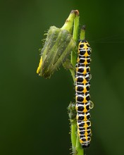Lattich-Mönch (Cucullia lactucae)