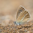 Weißdolch-Bläuling (Polyommatus damon)