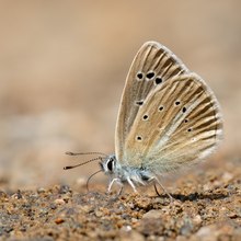 Weißdolch-Bläuling (Polyommatus damon)