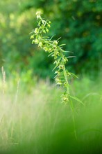 Die Breitblättrige Stendelwurz