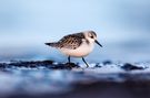 SANDERLING IM ABENDLICHT