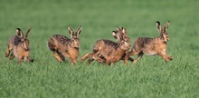 Hasenrennen