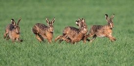 Hasenrennen
