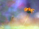 Eine Blume
