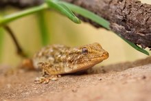 Gecko '25