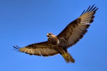 Mäusebussard