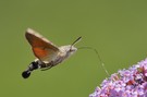 Taubenschwänzchen