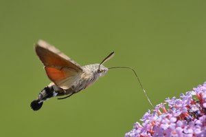 Taubenschwänzchen