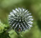 spitzig