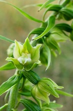 Breitblättrige Stendelwurz (Blüte)