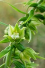 Breitblättrige Stendelwurz (Blüte)