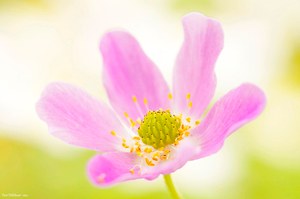 Buschwindrose mit weißen Bettschen