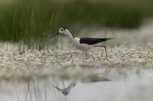 Unterwegs im Blütenmeer