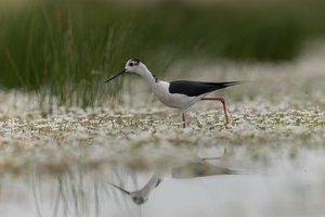 Unterwegs im Blütenmeer