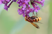 Hornissenschwebfliege