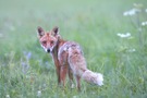 Rotfuchs Erzgebirge