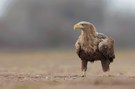 adulter Seeadler