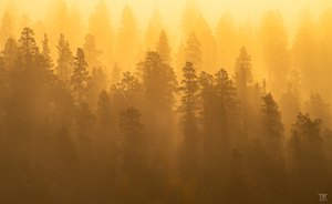 Sonnenwald im Rondane...