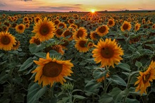 Sonnenblumenfeld im Sonnenuntergang