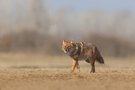 Goldschakal Serbien Februar 25