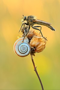 Raubfliege