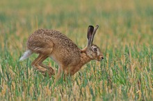 Hoppelhase