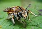 Die große Wollbiene ist ein Hingucker