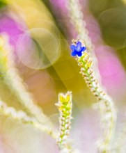 Blume