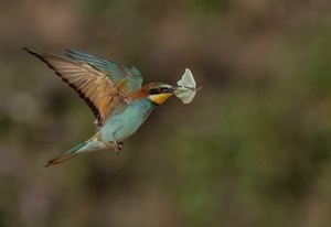 Bienenfresser mit Beute