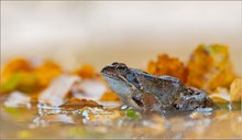 "Herbststimmung"