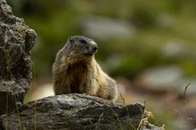 Murmel