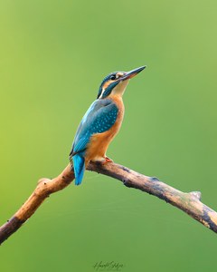 Pfeilschnell