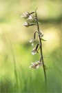 Sumpf-Stendelwurz (Epipactis palustris)