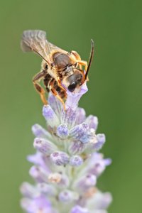 Wildbienen