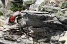 Mauerläufer in Kletterpose